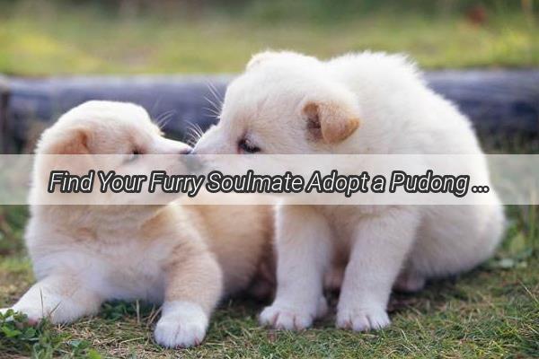 Find Your Furry Soulmate Adopt a Pudong Pup Through Our Compassionate Adoption Line